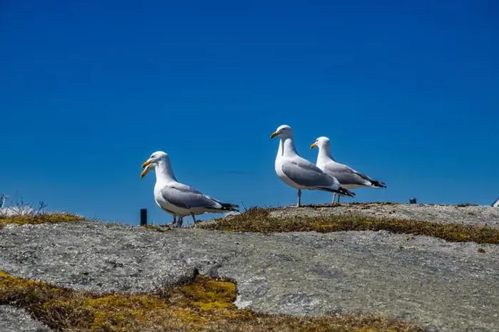 Framed Print : Great black-backed gulls standing on a rock at Peggy's Cove, Nova Scotia, Canada Framed Print : Great black-backed gulls standing on a rock at Peggy's Cove, Nova Scotia, Canada
