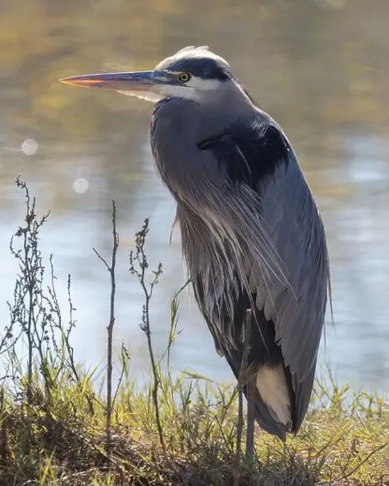 Framed Print : Great Blue Heron adult foraging. Redwood Shores Lagoon, San Mateo County, California, USA