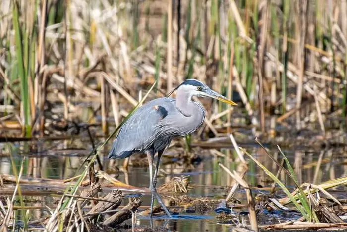 Framed Print : Great Blue Heron (Ardea herodias) Framed Print : Great Blue Heron (Ardea herodias)