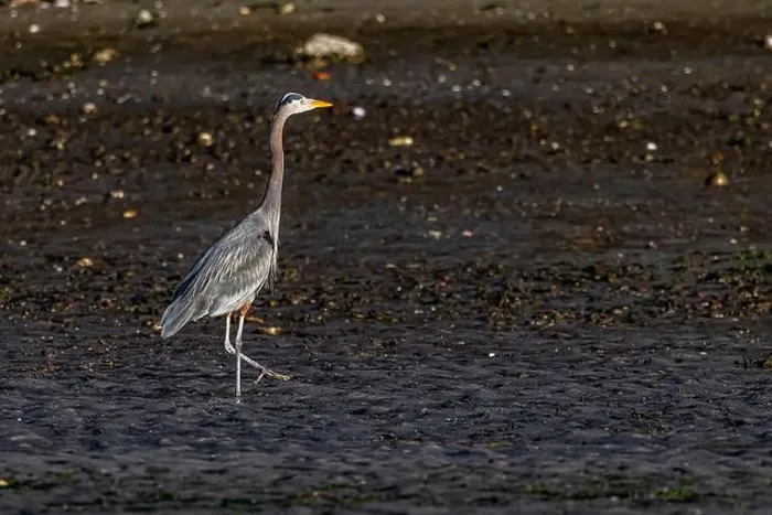 Framed Print : Great Blue Heron, Ardea herodias, foraging at low tide along Fox Island in Puget Sound, Washington State, USA Framed Print : Great Blue Heron, Ardea herodias, foraging at low tide along Fox Island in Puget Sound, Washington State, USA