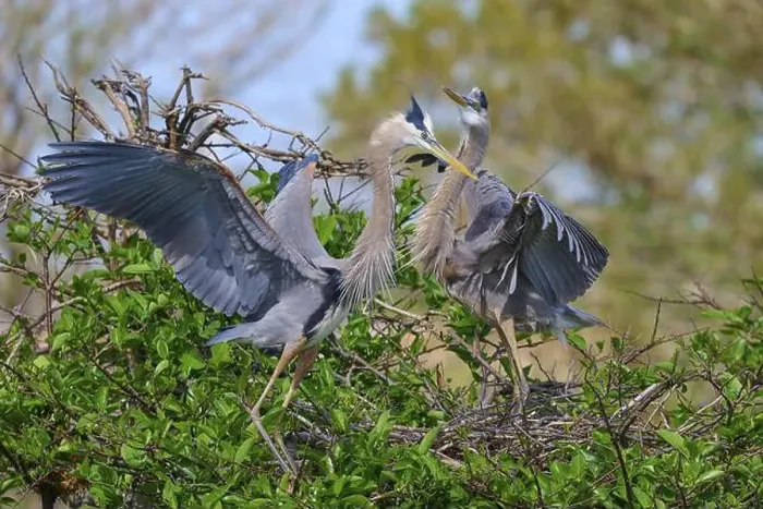 Framed Print : Two Great blue heron (Ardea herodias) Framed Print : Two Great blue heron (Ardea herodias)