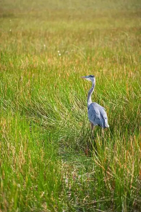 Framed Print : A Great Blue Heron Ardea herodias at Everglades National Park, Florida, United States Framed Print : A Great Blue Heron Ardea herodias at Everglades National Park, Florida, United States