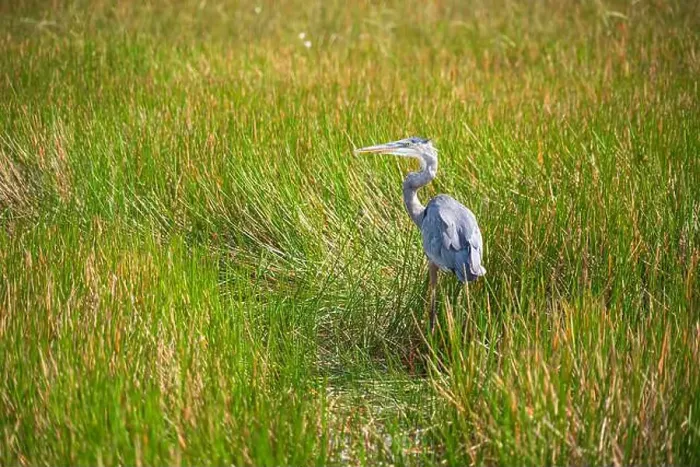 Framed Print : A Great Blue Heron Ardea herodias at Everglades National Park, Florida, United States Framed Print : A Great Blue Heron Ardea herodias at Everglades National Park, Florida, United States