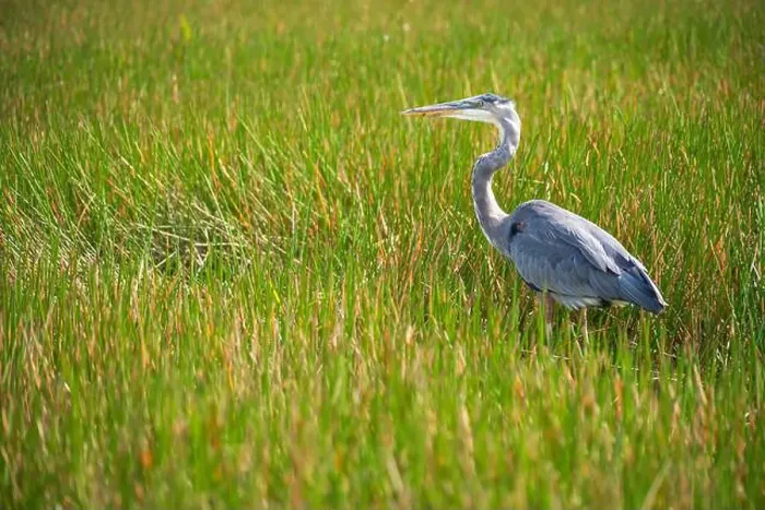 Framed Print : A Great Blue Heron Ardea herodias at Everglades National Park, Florida, United States Framed Print : A Great Blue Heron Ardea herodias at Everglades National Park, Florida, United States