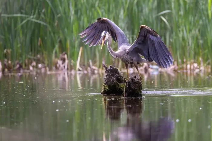 Framed Print : Great blue heron (Ardea herodias) fishing Framed Print : Great blue heron (Ardea herodias) fishing