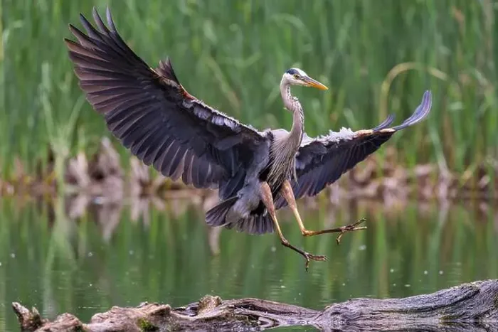 Framed Print : Great blue heron (Ardea herodias) fishing Framed Print : Great blue heron (Ardea herodias) fishing
