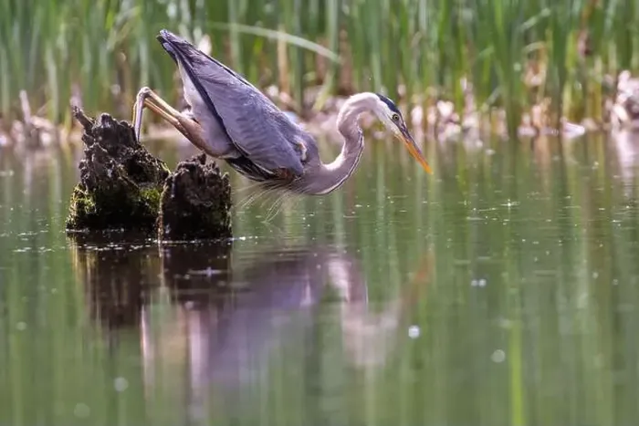 Framed Print : Great blue heron (Ardea herodias) fishing Framed Print : Great blue heron (Ardea herodias) fishing