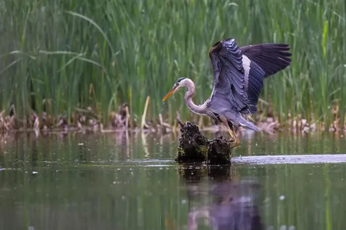 Framed Print : Great blue heron (Ardea herodias) fishing Framed Print : Great blue heron (Ardea herodias) fishing