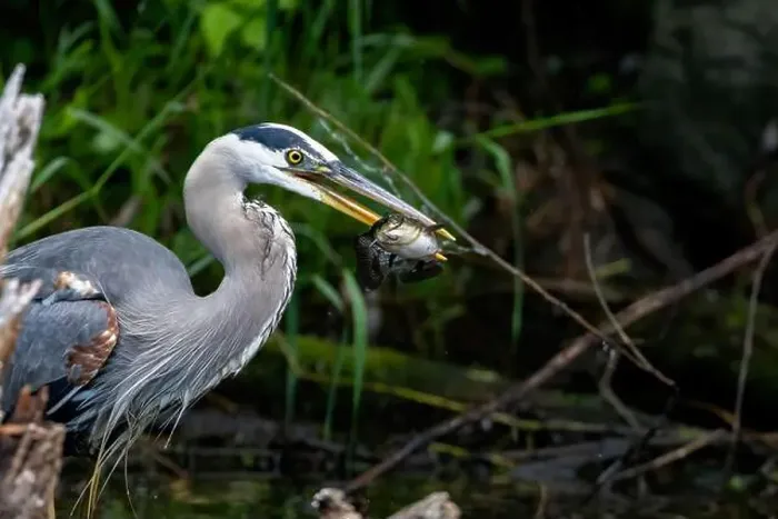 Framed Print : Great blue heron (Ardea herodias) fishing Framed Print : Great blue heron (Ardea herodias) fishing
