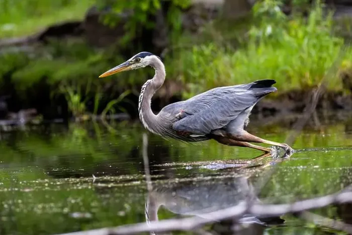 Framed Print : Great blue heron (Ardea herodias) fishing Framed Print : Great blue heron (Ardea herodias) fishing