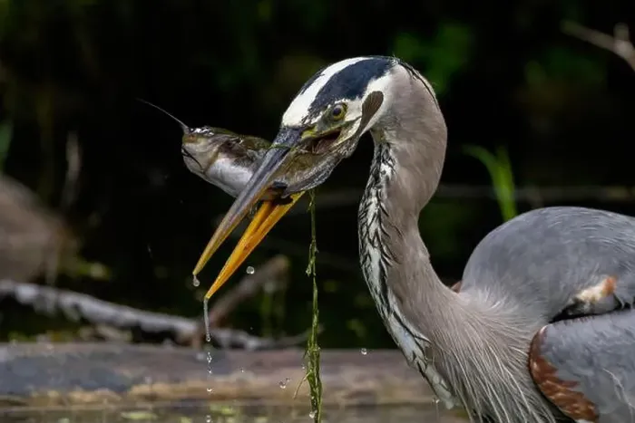 Framed Print : Great blue heron (Ardea herodias) fishing Framed Print : Great blue heron (Ardea herodias) fishing