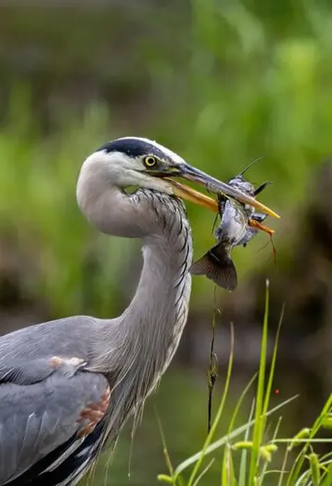 Framed Print : Great blue heron (Ardea herodias) fishing Framed Print : Great blue heron (Ardea herodias) fishing