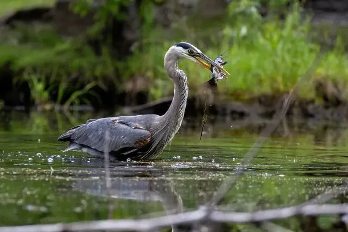 Framed Print : Great blue heron (Ardea herodias) fishing Framed Print : Great blue heron (Ardea herodias) fishing