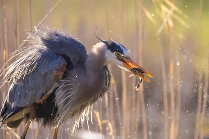 Framed Print : great blue heron (Ardea herodias) fishing Framed Print : great blue heron (Ardea herodias) fishing