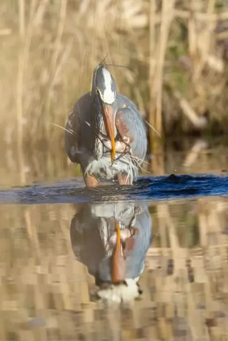 Framed Print : great blue heron (Ardea herodias) fishing Framed Print : great blue heron (Ardea herodias) fishing
