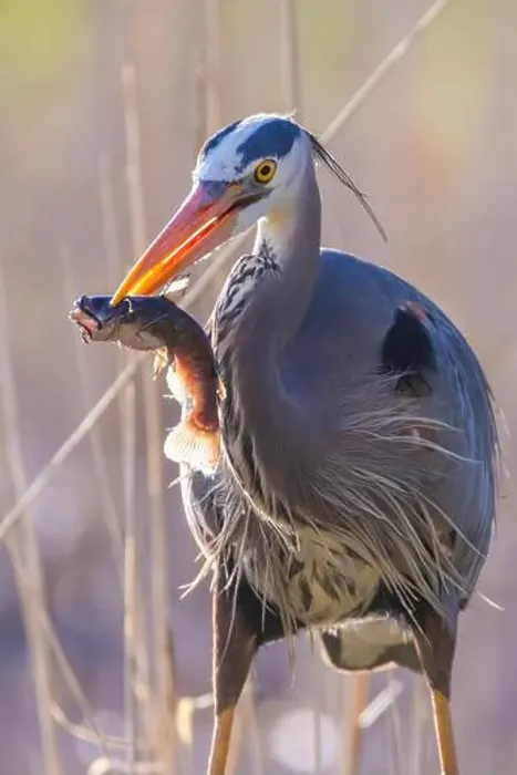 Framed Print : great blue heron (Ardea herodias) fishing Framed Print : great blue heron (Ardea herodias) fishing