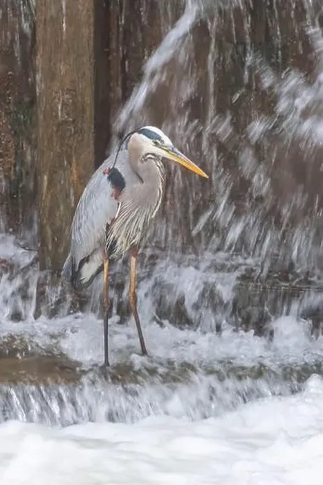 Framed Print : Great Blue Heron (Ardea herodias) hunting in a waterfall. Chesapeake and Ohio National Historical Park. Maryland. USA Framed Print : Great Blue Heron (Ardea herodias) hunting in a waterfall. Chesapeake and Ohio National Historical Park. Maryland. USA