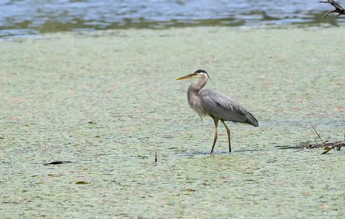 Framed Print : A great blue heron Ardea herodias searches for food in a marsh Framed Print : A great blue heron Ardea herodias searches for food in a marsh