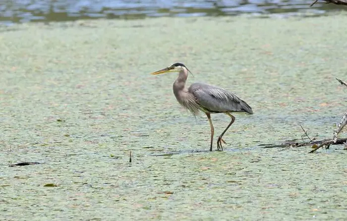 Framed Print : A great blue heron Ardea herodias searches for food in a marsh Framed Print : A great blue heron Ardea herodias searches for food in a marsh