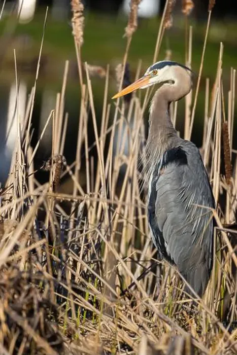 Framed Print : great blue heron (Ardea herodias) in spring Framed Print : great blue heron (Ardea herodias) in spring