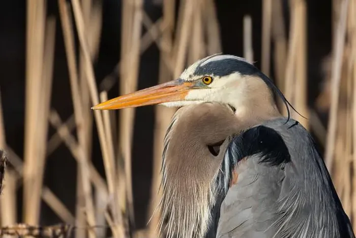 Framed Print : great blue heron (Ardea herodias) in spring Framed Print : great blue heron (Ardea herodias) in spring