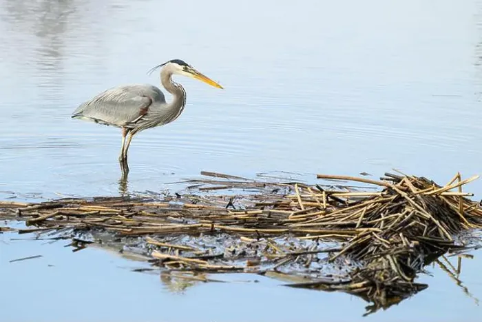 Framed Print : Great Blue Heron Ardea herodias standing in ankle deep water with reeds in winter Framed Print : Great Blue Heron Ardea herodias standing in ankle deep water with reeds in winter