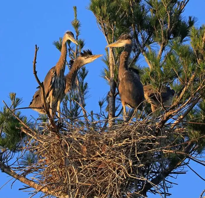 Framed Print : Great Blue Heron babies in the nest, Canada Framed Print : Great Blue Heron babies in the nest, Canada