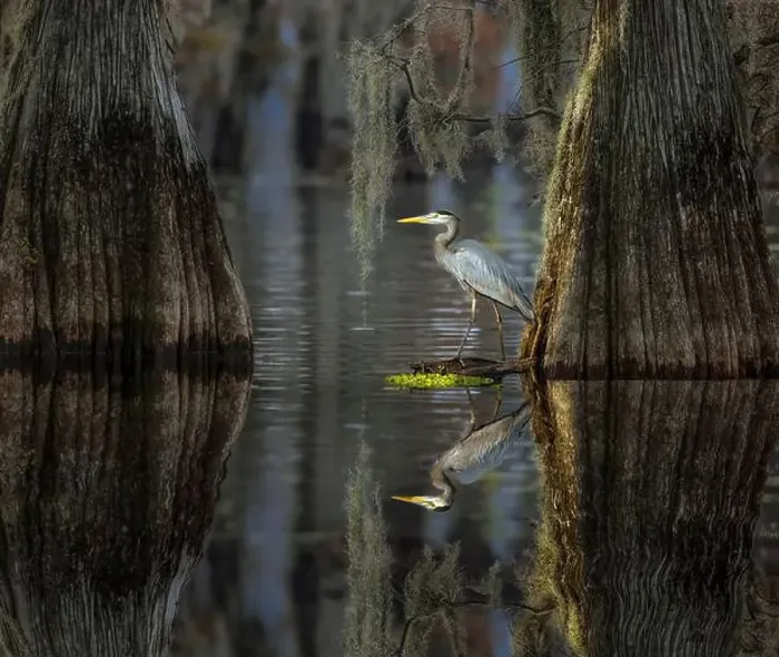 Framed Print : Great blue heron among bald cypress trees, Caddo Lake, Texas Framed Print : Great blue heron among bald cypress trees, Caddo Lake, Texas