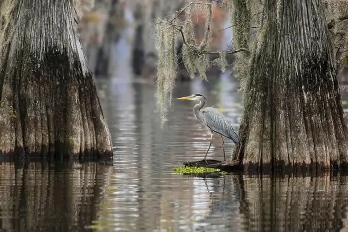 Framed Print : Great blue heron among bald cypress trees, Caddo Lake, Texas Framed Print : Great blue heron among bald cypress trees, Caddo Lake, Texas