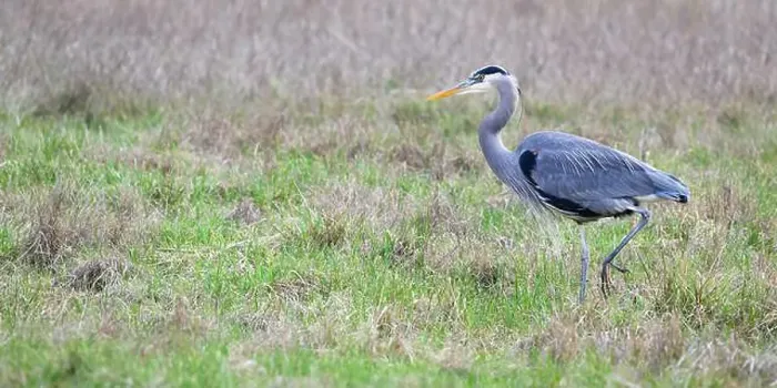 Framed Print : Great blue heron bird moving into open space with foot raised in profile with orange beak Framed Print : Great blue heron bird moving into open space with foot raised in profile with orange beak