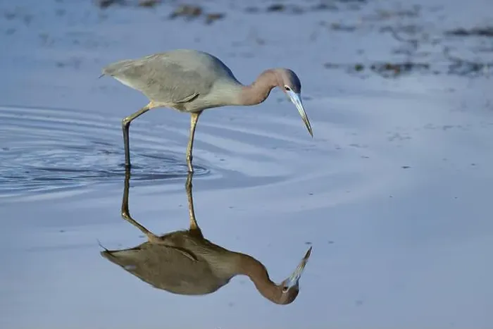 Framed Print : Great Blue Heron (Egretta caerulea), Black Point Wildlife Drive, Titusville, Florida, USA, North America Framed Print : Great Blue Heron (Egretta caerulea), Black Point Wildlife Drive, Titusville, Florida, USA, North America