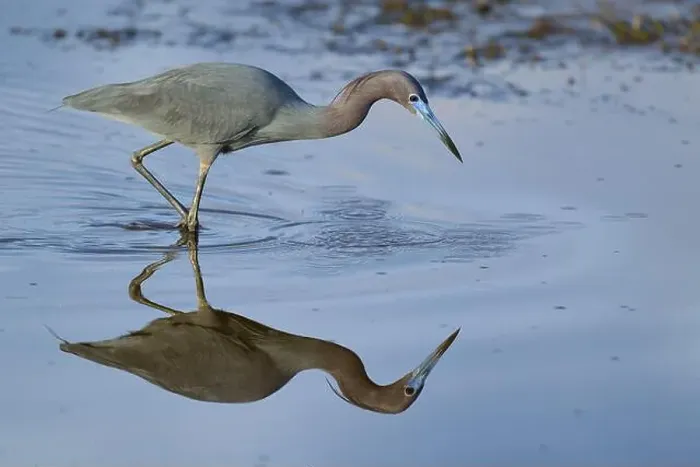 Framed Print : Great Blue Heron (Egretta caerulea), Black Point Wildlife Drive, Titusville, Florida, USA, North America Framed Print : Great Blue Heron (Egretta caerulea), Black Point Wildlife Drive, Titusville, Florida, USA, North America