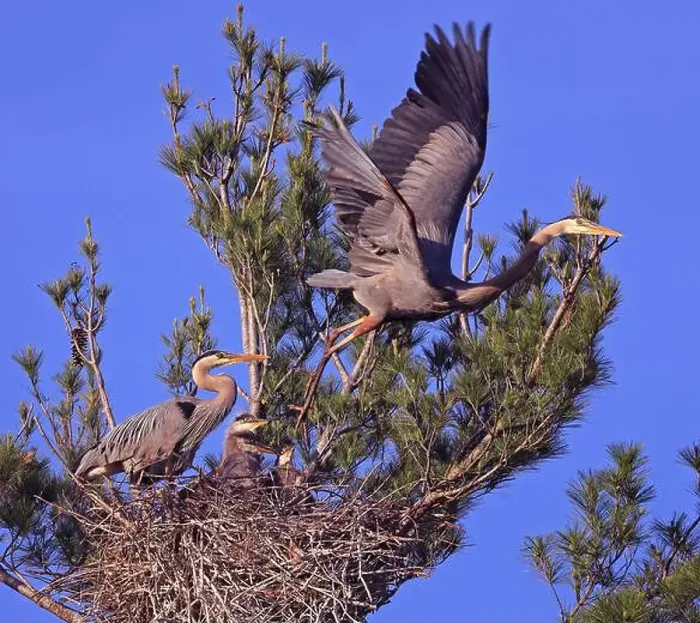 Framed Print : Great Blue Heron family. The male is taking off from the nest Framed Print : Great Blue Heron family. The male is taking off from the nest