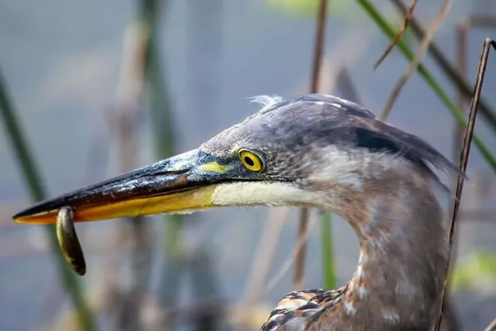 Framed Print : Great blue heron feeds on fish and amphibians. Spotted in Golden Gate Park, San Francisco, USA