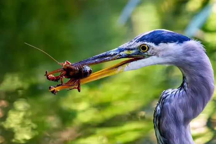 Framed Print : Great blue heron feeds on fish and amphibians. Spotted in Golden Gate Park, San Francisco, USA Framed Print : Great blue heron feeds on fish and amphibians. Spotted in Golden Gate Park, San Francisco, USA