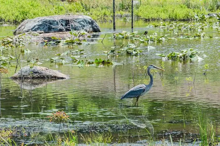 Framed Print : Great Blue Heron on a Fishing Excursion, Gettysburg PA USA Framed Print : Great Blue Heron on a Fishing Excursion, Gettysburg PA USA