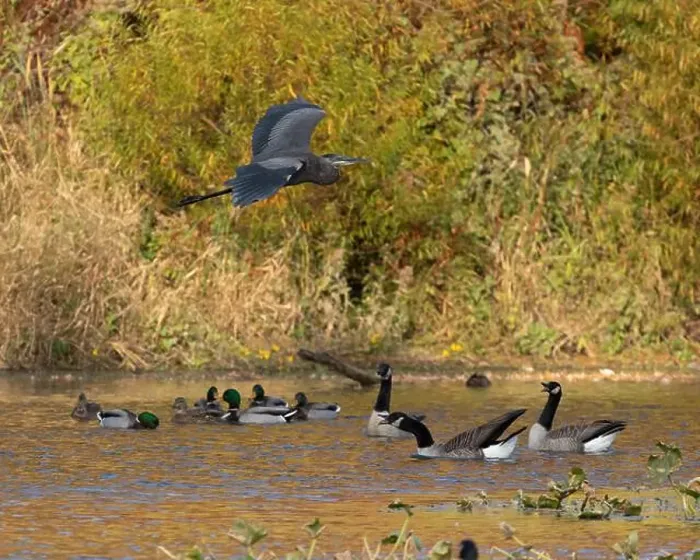 Framed Print : A great blue heron flies over Canada geese that are swimming in an autumn pond Framed Print : A great blue heron flies over Canada geese that are swimming in an autumn pond