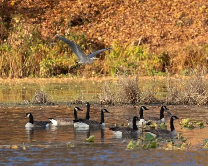 Framed Print : A great blue heron flies over Canada geese that are swimming in an autumn pond Framed Print : A great blue heron flies over Canada geese that are swimming in an autumn pond