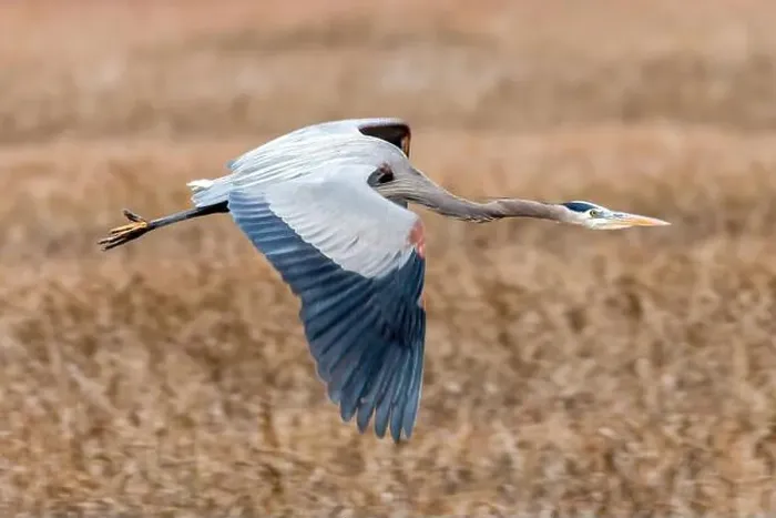 Framed Print : Great Blue Heron flying over Alviso. Alviso Marina County Park, Santa Clara County, California, USA Framed Print : Great Blue Heron flying over Alviso. Alviso Marina County Park, Santa Clara County, California, USA