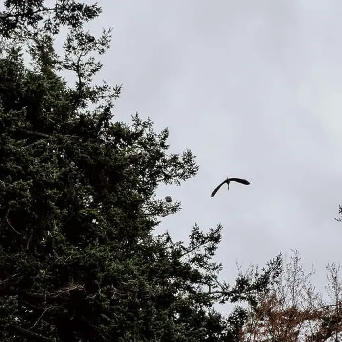 Framed Print : A Great Blue Heron flying over tall trees in Beacon Hill Park