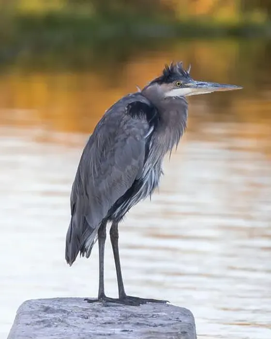 Framed Print : Great Blue Heron foraging over a pond at sunset. Palo Alto Baylands, Santa Clara County, California, USA Framed Print : Great Blue Heron foraging over a pond at sunset. Palo Alto Baylands, Santa Clara County, California, USA