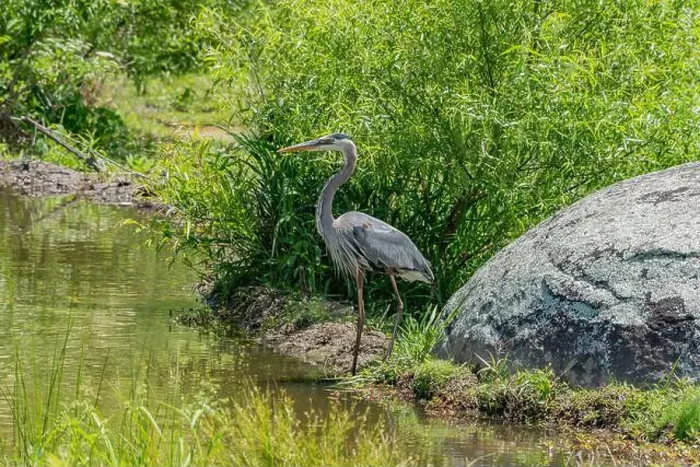 Framed Print : Great Blue Heron, Gettysburg Pennsylvania USA Framed Print : Great Blue Heron, Gettysburg Pennsylvania USA