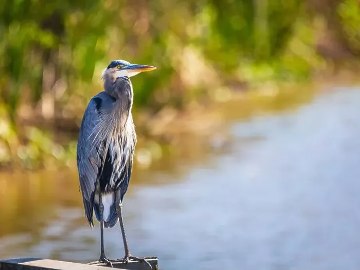 Framed Print : A great blue heron gracfully stands on the deck by the lake in early morning and hunts for his meal Framed Print : A great blue heron gracfully stands on the deck by the lake in early morning and hunts for his meal