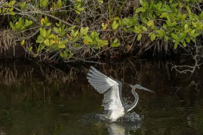 Framed Print : Great Blue Heron, Merritt Island National Wildlife Refuge, Florida Framed Print : Great Blue Heron, Merritt Island National Wildlife Refuge, Florida