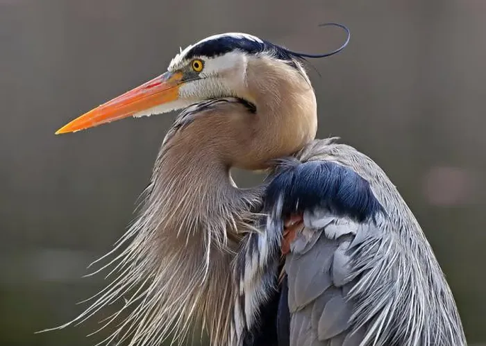 Framed Print : Great blue heron portrait into the swamp, Quebec, Canada Framed Print : Great blue heron portrait into the swamp, Quebec, Canada