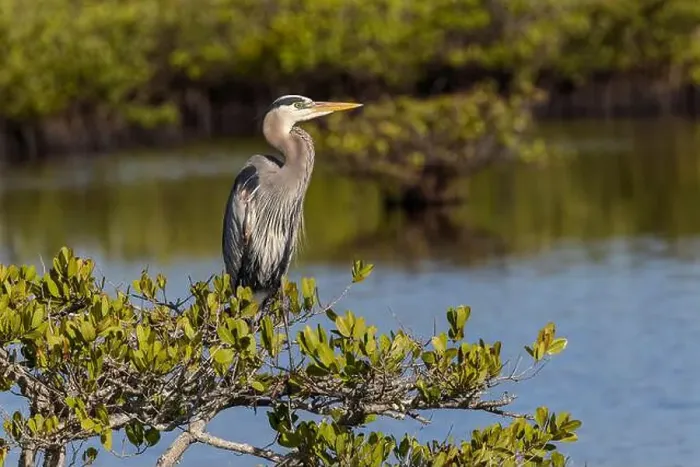 Framed Print : Great blue heron in red mangrove. Merritt Island National Wildlife Refuge, Florida Framed Print : Great blue heron in red mangrove. Merritt Island National Wildlife Refuge, Florida