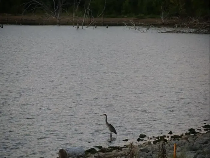 Framed Print : Great Blue Heron on the Rocky Shore of Hillsdale Lake in Miami County Kansas Framed Print : Great Blue Heron on the Rocky Shore of Hillsdale Lake in Miami County Kansas