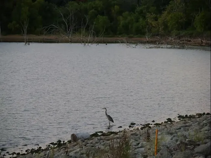 Framed Print : Great Blue Heron on the Rocky Shore of Hillsdale Lake in Miami County Kansas Framed Print : Great Blue Heron on the Rocky Shore of Hillsdale Lake in Miami County Kansas