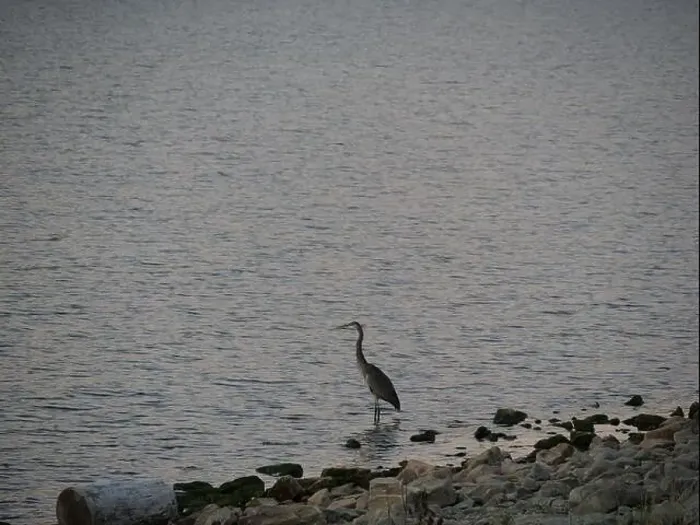 Framed Print : Great Blue Heron on the Rocky Shore of Hillsdale Lake in Miami County Kansas Framed Print : Great Blue Heron on the Rocky Shore of Hillsdale Lake in Miami County Kansas