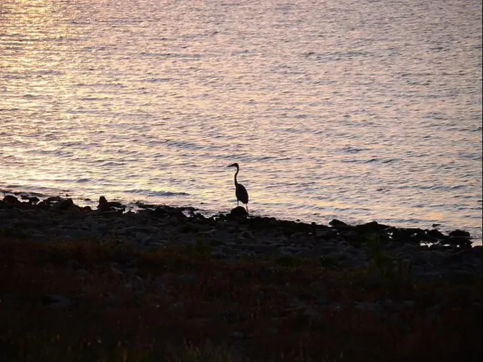 Framed Print : Great Blue Heron on the Rocky Shore of Hillsdale Lake in Miami County Kansas Framed Print : Great Blue Heron on the Rocky Shore of Hillsdale Lake in Miami County Kansas